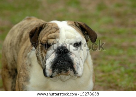 A beautiful English Bulldog dog head portrait with funny expression in face watching other dogs in the park outdoors