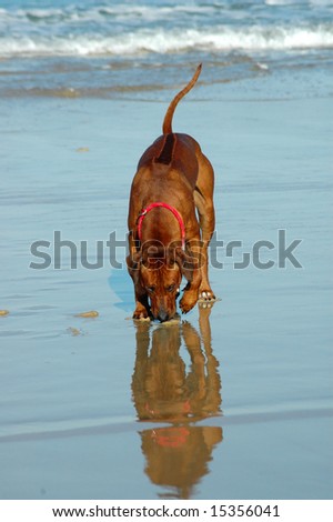 A beautiful African male Rhodesian Ridgeback hound dog with cute expression in the face watching his own reflected image