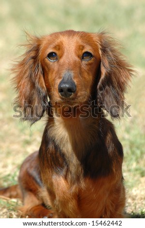 A beautiful little brown long haired miniature Dachshund dog watching other dogs in the backyard