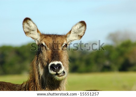 A female waterbuck head portrait chewing and watching other waterbucks in a game park in South Africa