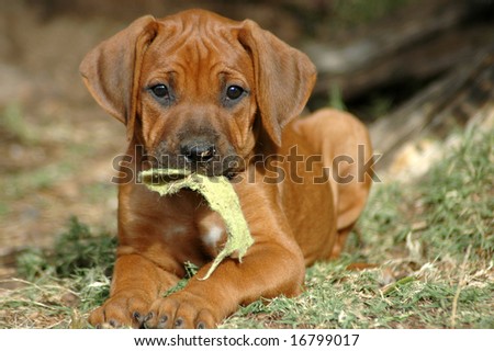 Rhodesian Ridgeback Puppies on Cute Rhodesian Ridgeback Hound Dog Puppy Stock Photo 16799017