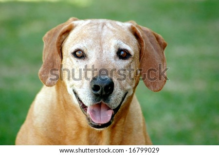 Portrait of old Rhodesian Ridgeback hound dog