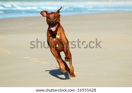 Rhodesian Ridgeback hound dog running on the beach
