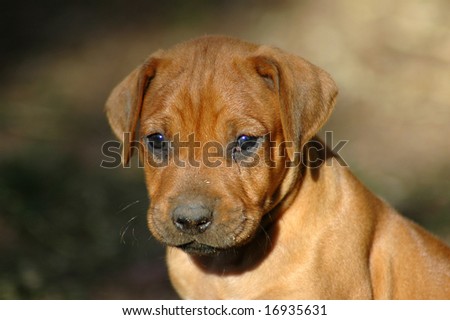 Hound Dog Puppies. Ridgeback hound dog puppy