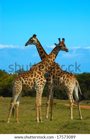 Pictures Of Giraffes In The Wild. stock photo : Two wild giraffe