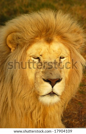 A rare white lion male head portrait watching other lions in a game park in South Africa