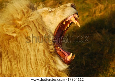stock photo : A rare white lion male head portrait roaring in a game park in