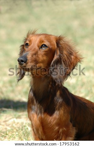 A beautiful little brown long haired miniature Dachshund dog