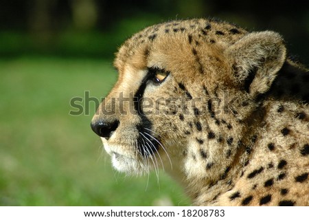 A beautiful wild African Cheetah head profile portrait with alert expression