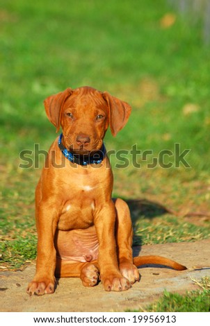 A cute little African liver nosed male Rhodesian Ridgeback hound dog puppy sitting in the backyard outdoors and staring