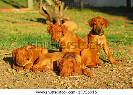 Four cute little African Rhodesian Ridgeback hound dog puppies from the same litter