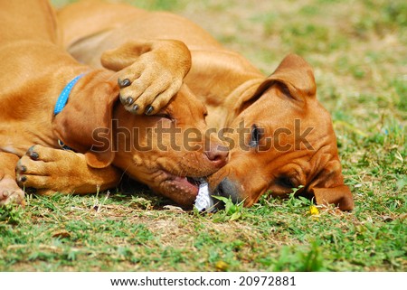 dogs and puppies together. hound dog puppies playing