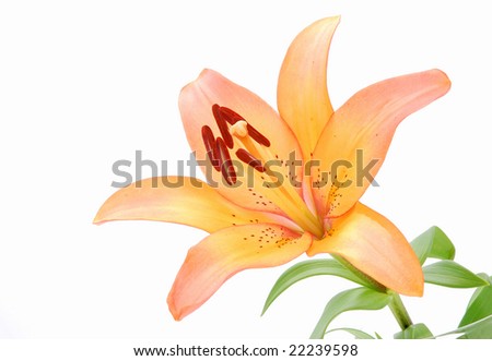 Studio closeup of a beautiful apricot orange lily flower blossoming isolated on white background.