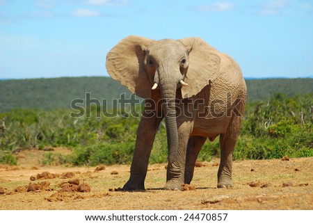 A young African elephant bull with alert facial expression standing in the savanna of a game park in South Africa