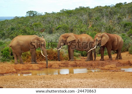 Three young African elephant bull bachelors standing in a row at a water hole in a game park in South Africa