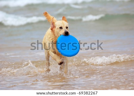beautiful young wet thoroughbred Golden Retriever dog playing with a