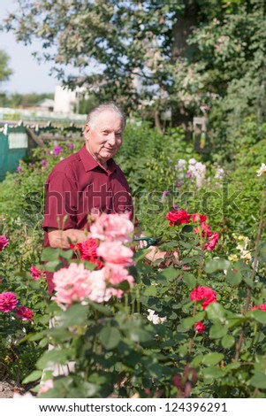 old men with rose in garden