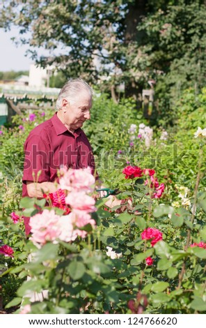 old men with rose in garden