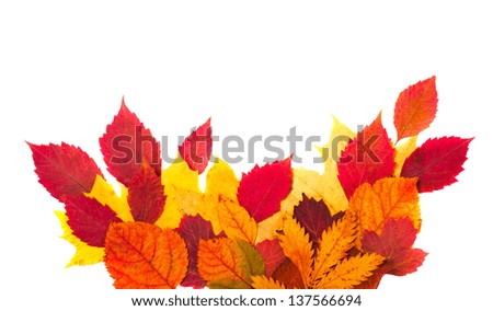 beautiful  autumn leaves isolated on white background