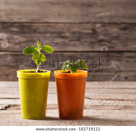 Young plants in pots on wooden background