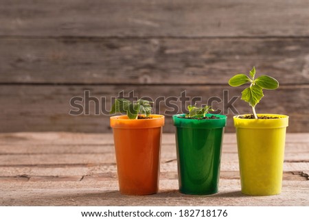 Young plants in pots on wooden background