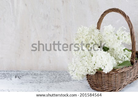hydrangea in basket on grunge background