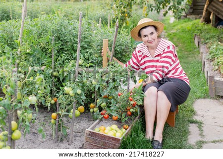 Elderly women of a kitchen garden received harvest of tomatoes