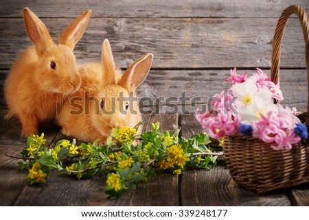 little rabbits with spring flowers