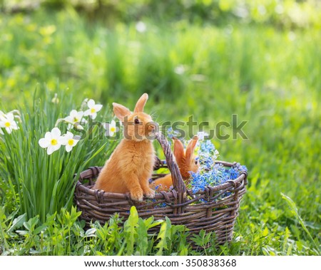 red rabbits outdoor