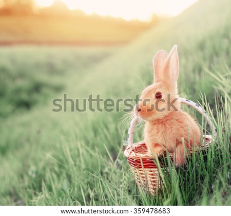 rabbit in basket outdoor