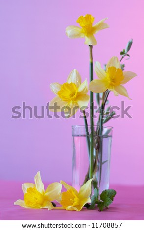 yellow flowers on violet background