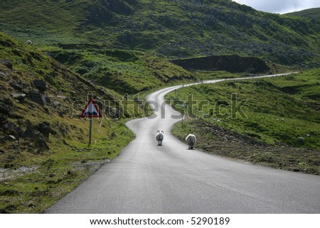 Sheeps on the road somewhere in Scotland