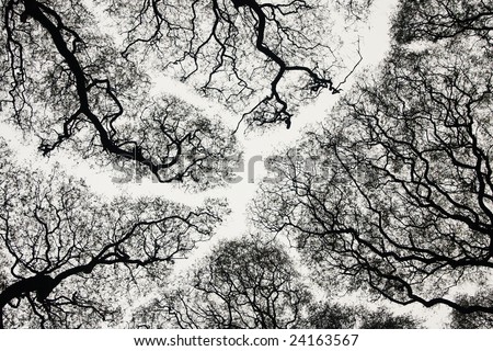 Black silhouette of branches on a background of the bright sky