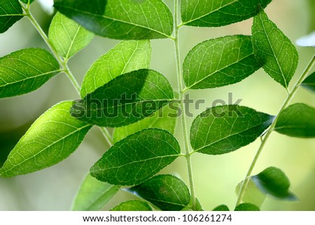 Close up of green curry leaves for background