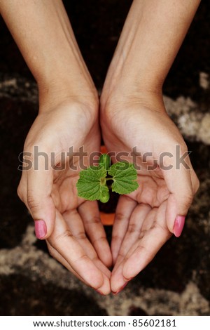 Young plant in hands