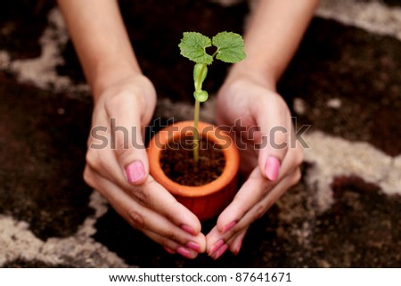 Hands protecting baby plant