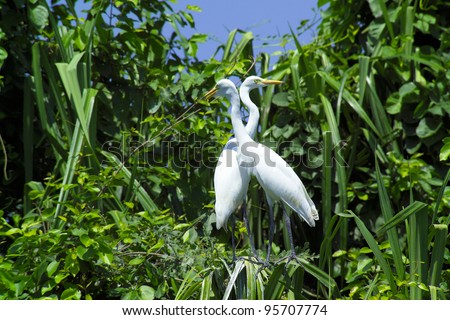 Great Egrets (Ardea alba), also known as Great White Egret, Common Egret, or Great White Herons