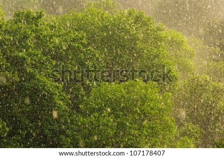 Rain in the forest.