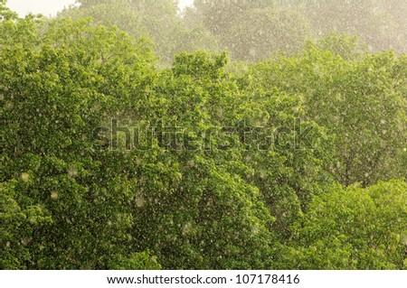 Rain in the forest.
