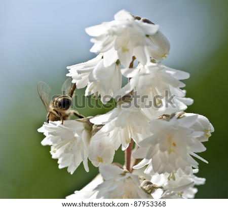 [Obrazek: stock-photo-a-bee-pollinates-the-flower-87953368.jpg]