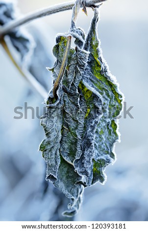 Hoar Frost Leaf, nature
