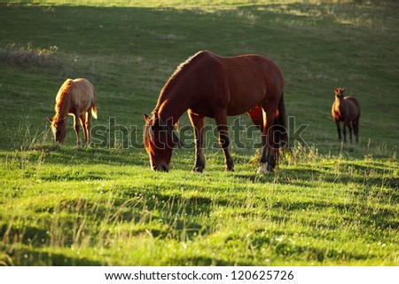 Horses in a field, landscape