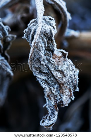Frozen leaf, macro shot