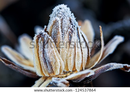 Frozen flower bud, macro shot