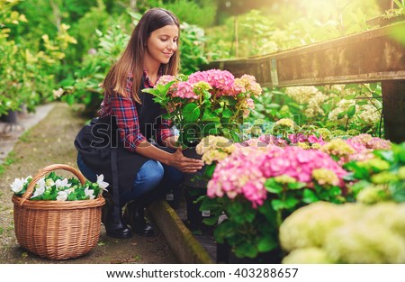 Young woman at a nursery holding a potted pink hydrangea plant in her hands as she kneels in the walkway between plants with a basket of fresh white flowers for sale