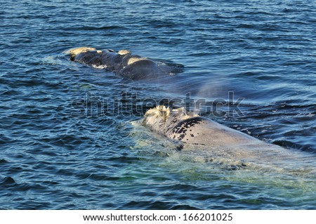 A black and albino Southern right whale head showing it\'s callositie patern.