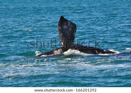 A Southern right whale lying on it\'s side showing a pectoral fin