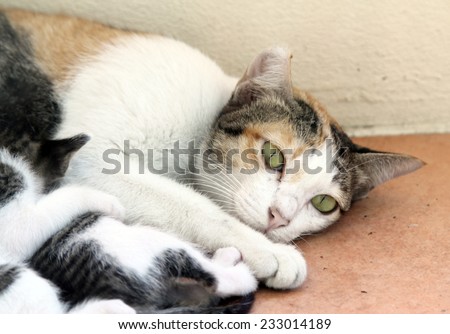 image of family of cat and four kitten cat