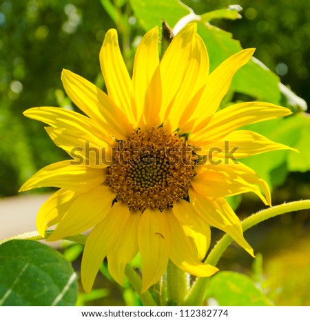 Sunflower flower in the sun