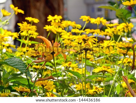 yellow and orange flowers in the sun